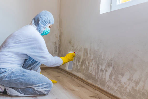 Licensed Commercial Mold Remediation service in Warrington, PA - WQB Mold Removal